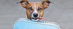 Animaux